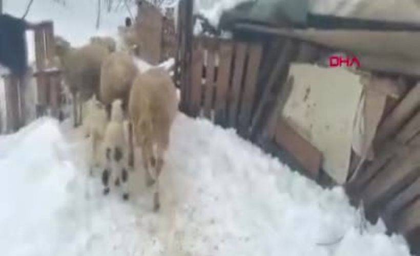 Çöken ahırın altında kalan hayvanlar kurtarıldı