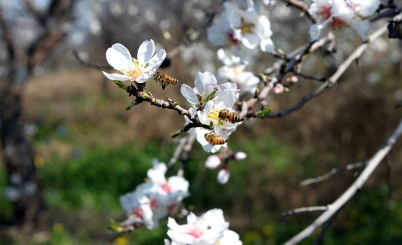 Cemrelerin ilki 19-20 Şubat'ta havaya düşecek