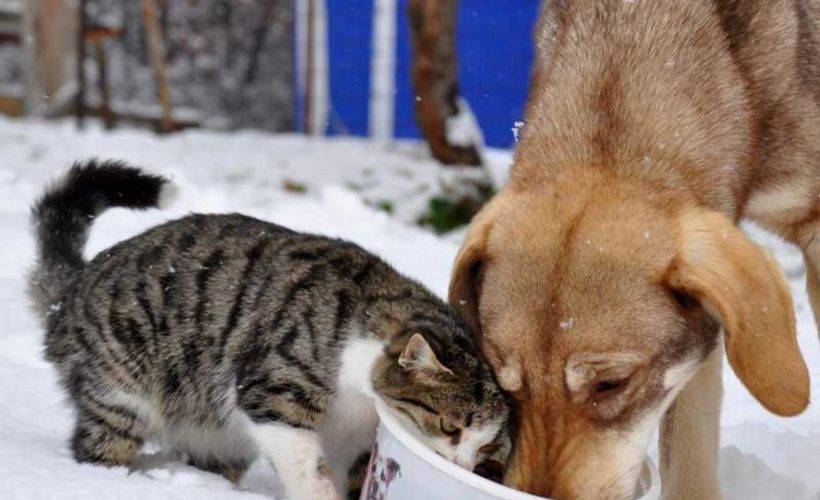 Bakanlık açıkladı: Sahipli kedi ve köpeklerin kimliklendirilmesi zorunlu olacak