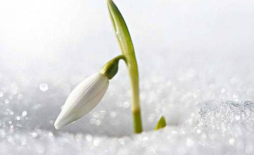 Bu çiçeği koparmanın cezası 80 bin lira