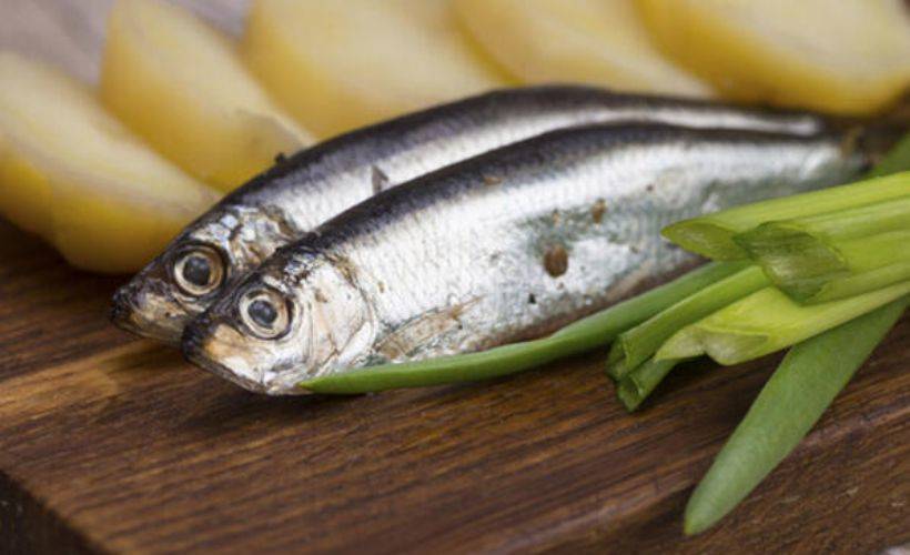 Hamsi fiyatı | Hamsinin fiyatı rekor seviyeye yükseldi!