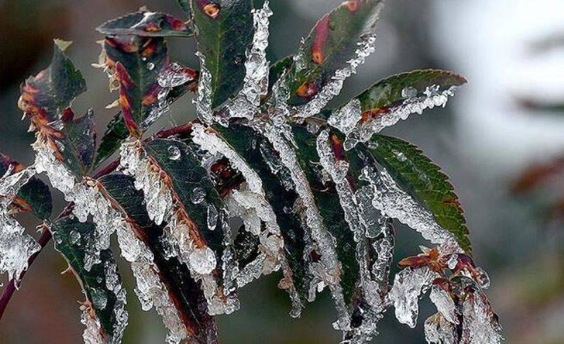 Meteorolojiden zirai don uyarısı