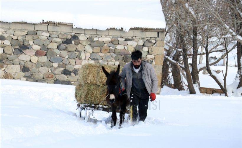 Hayvanları için dondurucu soğukta karlı dağlardan ot taşıyorlar