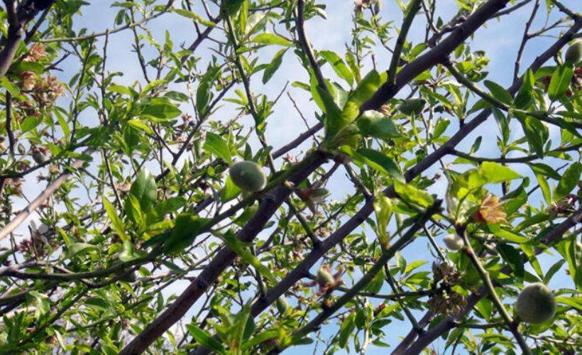 Badem çağlası hasadı başladı; tezgahta 100 TL