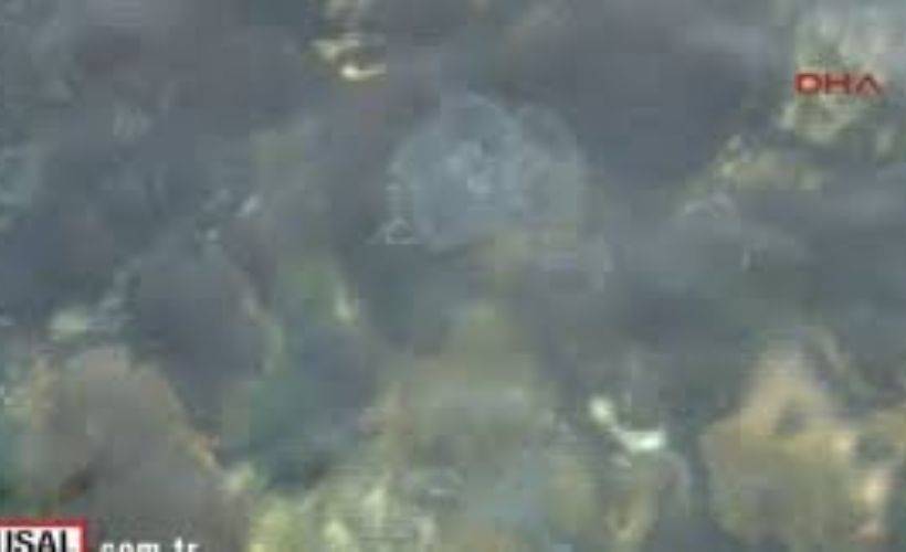 Şoke eden görüntü! İstanbul Boğazı’nda denizanası istilası…