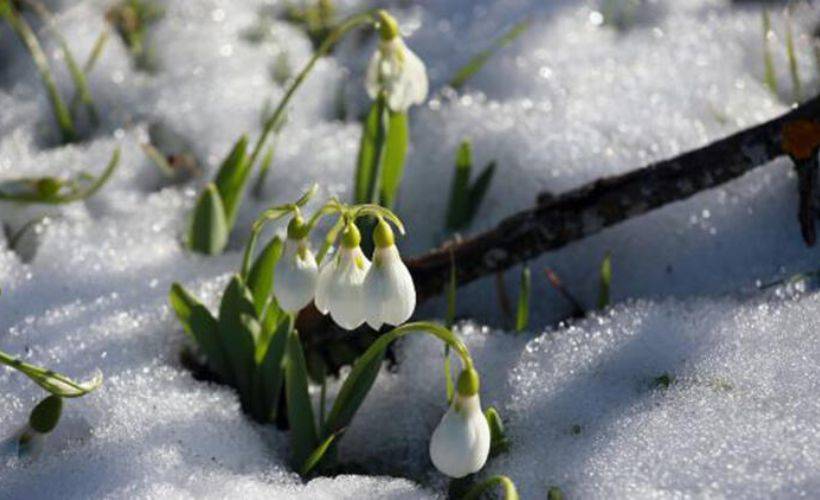 Toroslar'da kardelenler erken çiçek açtı