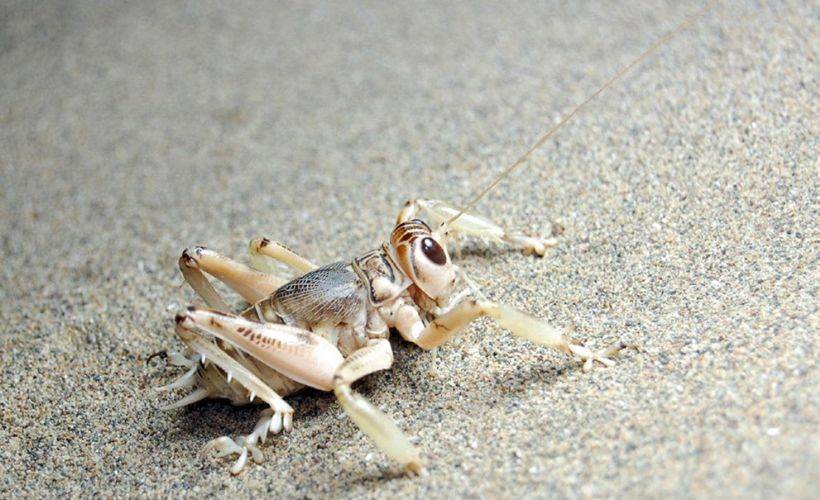 'Yamyam çekirge'nin dünyada sadece Türkiye'de yaşadığı ortaya çıktı