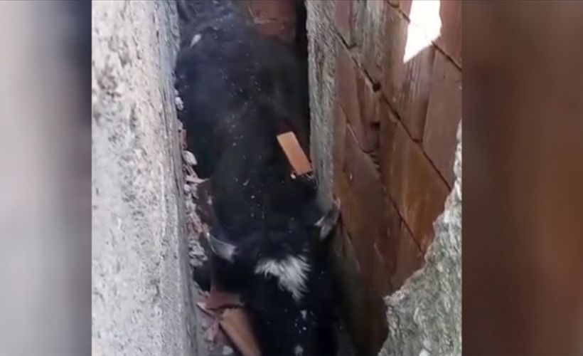 Düzce'de köpekten kaçarken iki duvar arasına sıkışan inek kurtarıldı