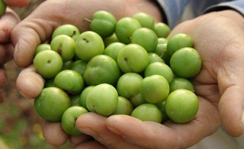 İlk erik hasadı yapıldı: Kilosu 500 lira