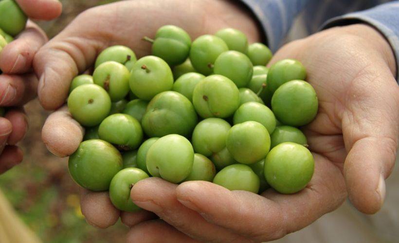 Sezonun ilk erik hasadı yapıldı: Kilosu 500 TL’den satıldı