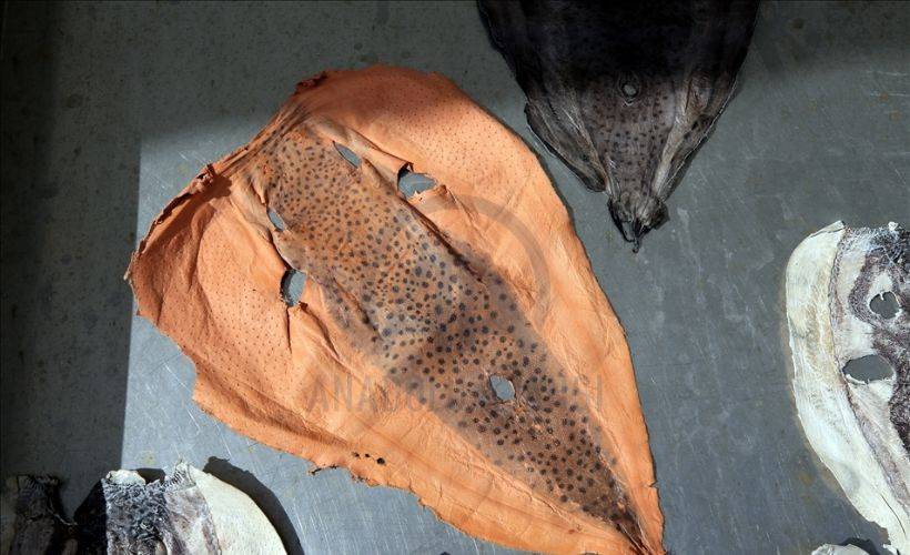 İki girişimci, balon balığını deri sektöründe kullanmaya hazırlanıyor