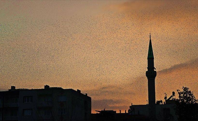Manisa'da sığırcık kuşlarının gökyüzünde dansı ilgi çekti