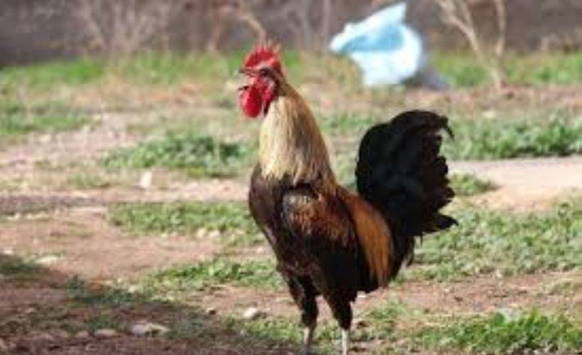 Öterken bayılan fenomen horoz 'Bahtiyar'ın 10 yavrusu oldu