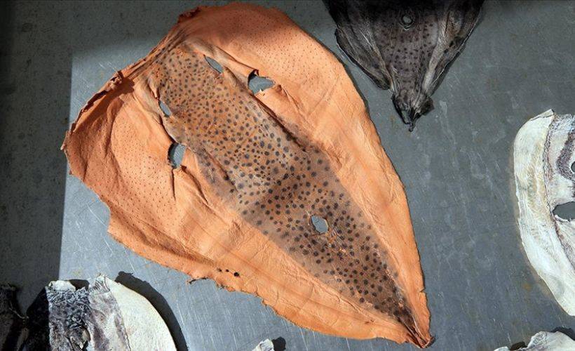 Balon balığının derisi, yeni istihdam alanı sağlayacak