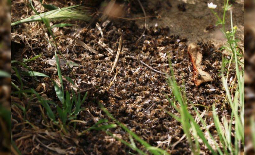 Tarım ilacından zehirlenen 100 bin bal arısı telef oldu