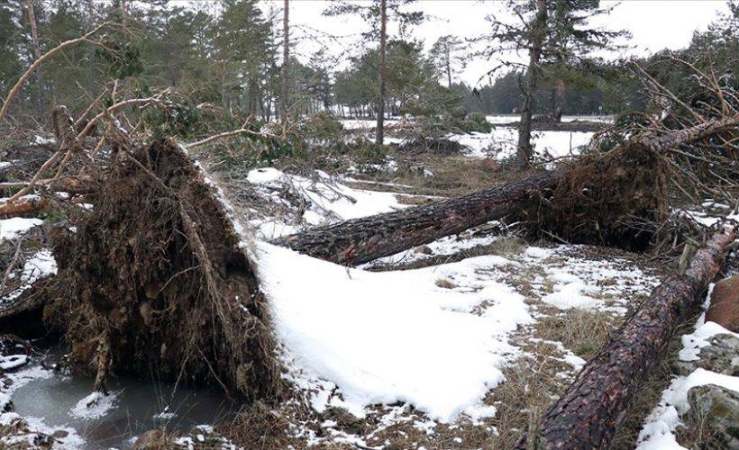 Bolu'da fırtına nedeniyle onlarca çam ağacı devrildi