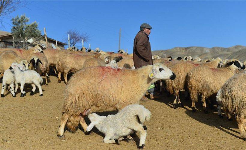 Baharın habercisi kuzuların anneleriyle buluşma anları