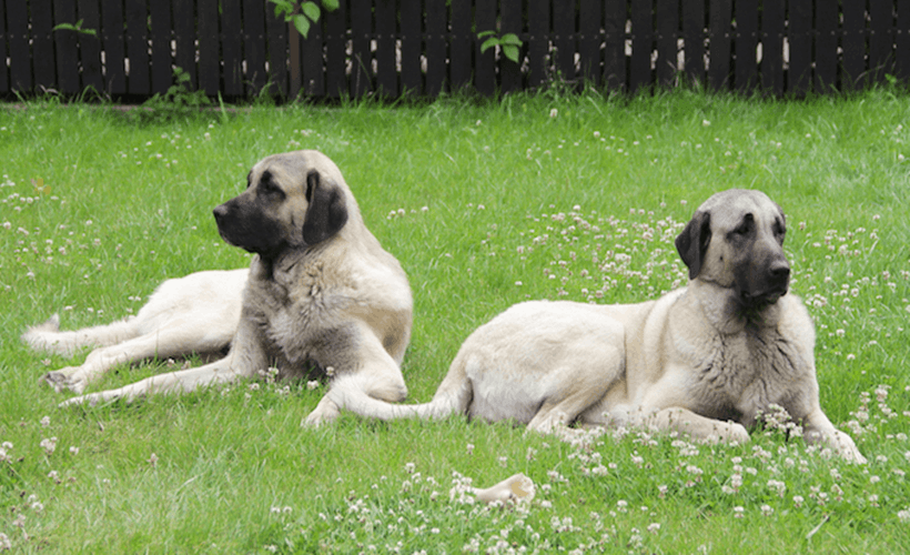 Türkiye'nin köpekleri