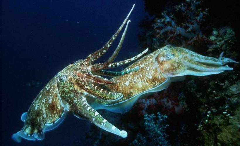 Mürekkep balıklarında ilginç değişim