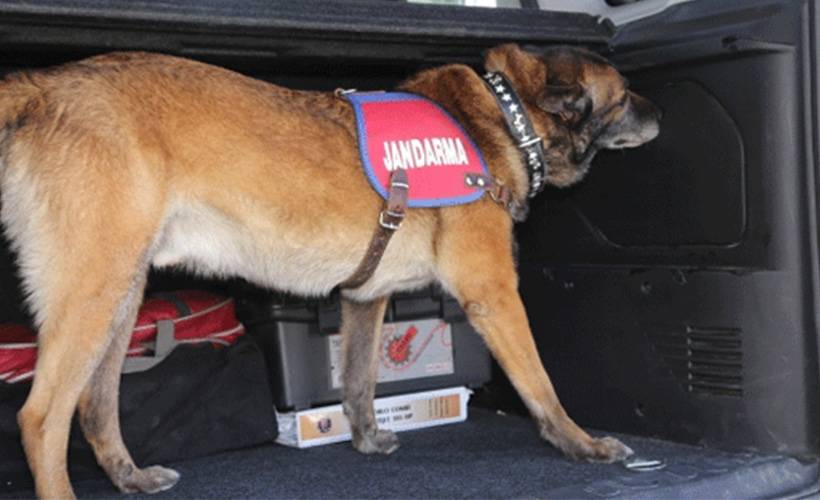 Bomba arama köpekleri 'Ban' ve 'Tim' büyük bir saldırıyı önledi