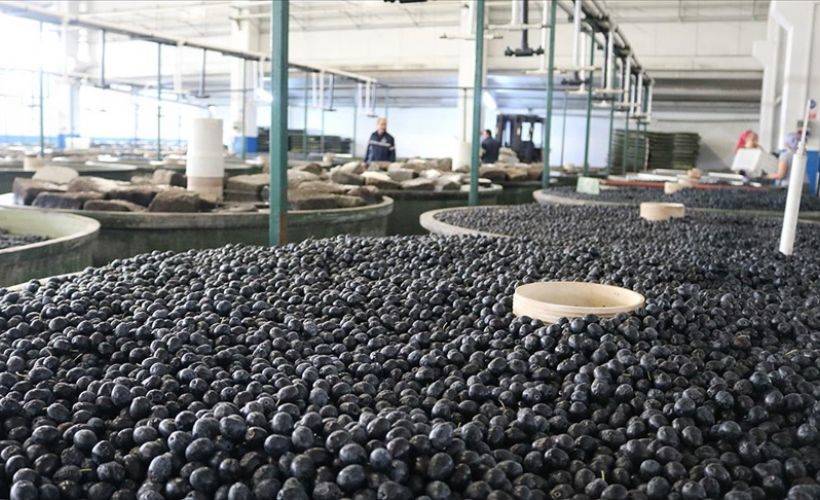 Marmarabirlik ortaklarına 10 Mart'ta ödeme yapılacağı açıklandı