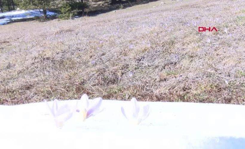 Bolu'da baharın habercisi kır çiçekleri açmaya başladı