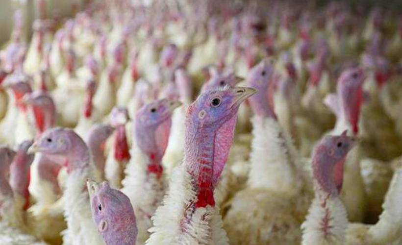 Danimarka’da kuş gribi nedeniyle 4 bin hindi itlaf ediliyor