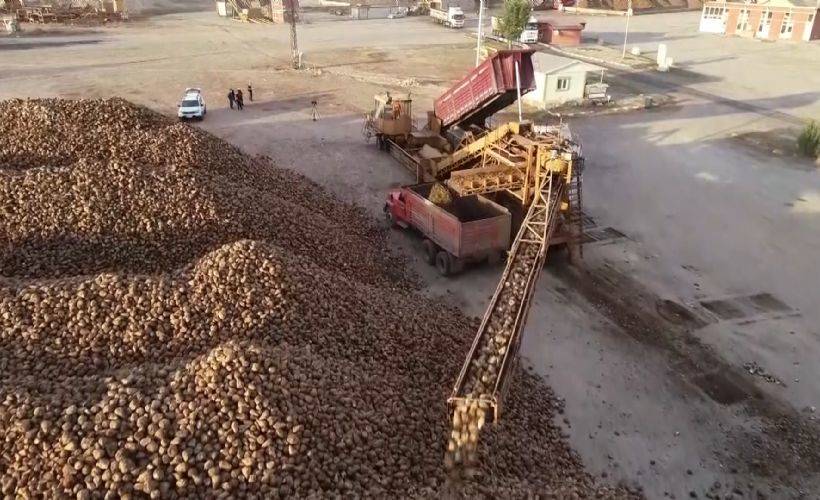 Pancar üretimindeki rekor artış