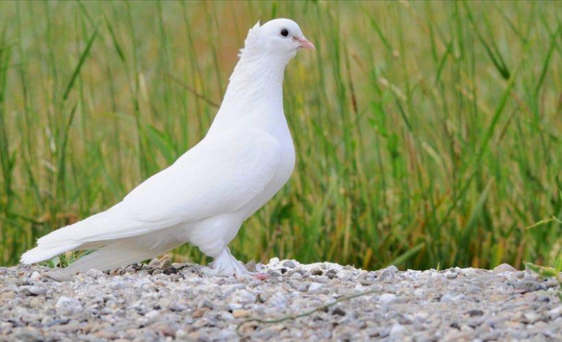 'Güvercin güzeli' Sivas'ın taklacı güvercini tescilleniyor