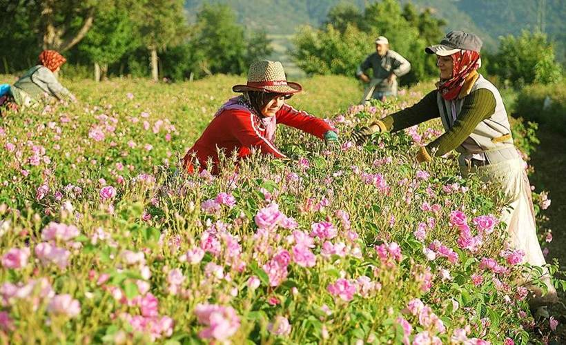 Gülü Anadolu'ya getiren adamın başına gelmeyen kalmamış!