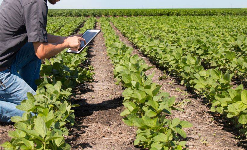 Tarlada ve halde kalan ürünler için DİTAP uygulaması