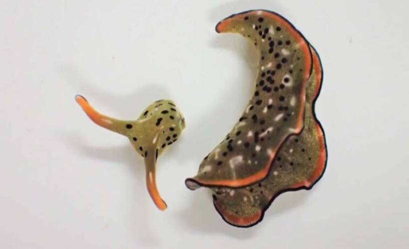 Kafası kopsa da yaşayan canlı