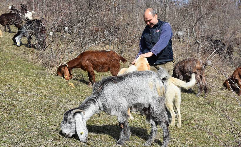 Almanya'daki kariyerini bırakıp köyünde keçi yetiştiricisi oldu