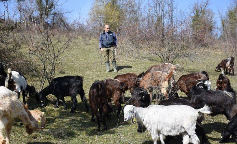 Almanya'da mühendisti, köyüne dönüp keçi yetiştirmeye başladı