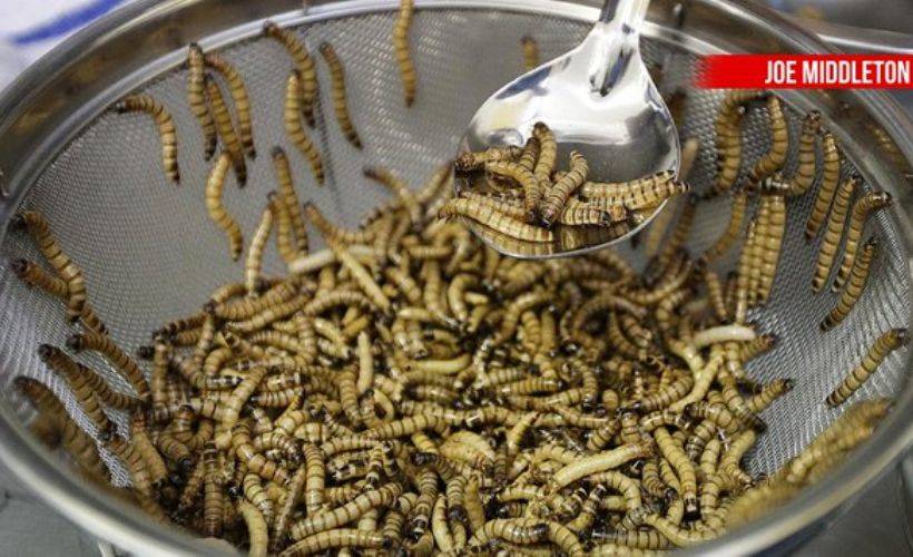 Avrupa ya böcek yedirmek yasallaştı!