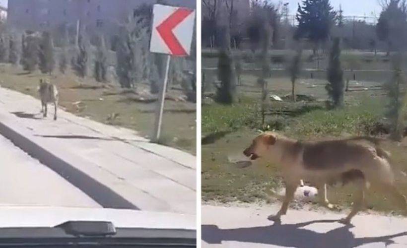 Yavrularına mama kabı taşıyan anne köpek duygulandırdı