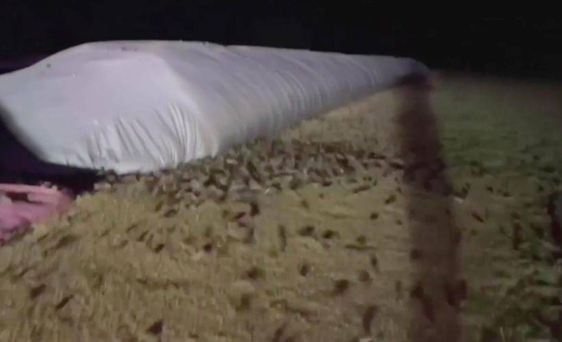 Avustralya'da fare istilası: Hareketleriyle yeri salladılar