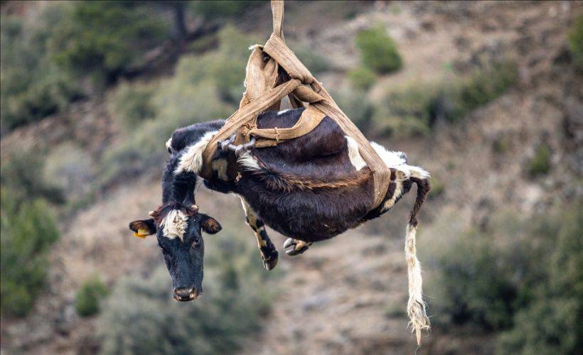 Kurtarılması 6 saat sürdü!