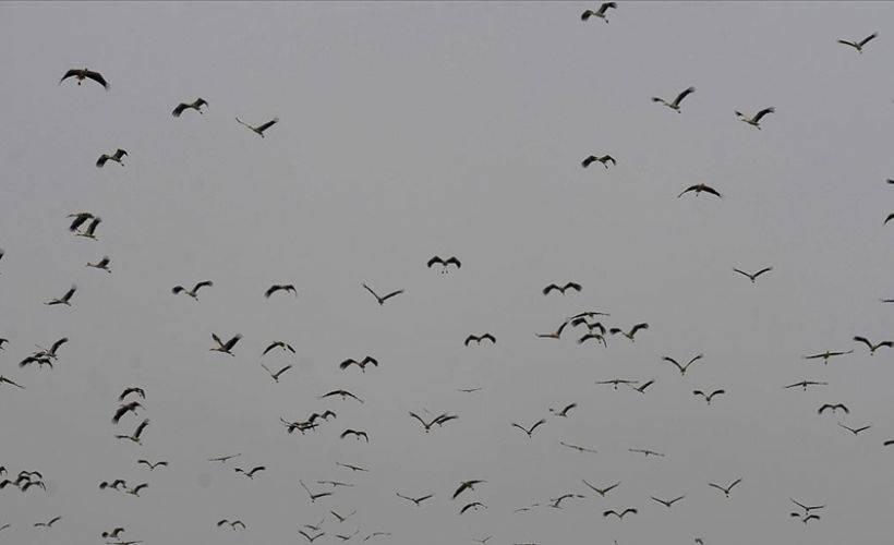 Baharın gelişiyle göç eden leylekler Bilecik semalarında görsel şölen oluşturdu