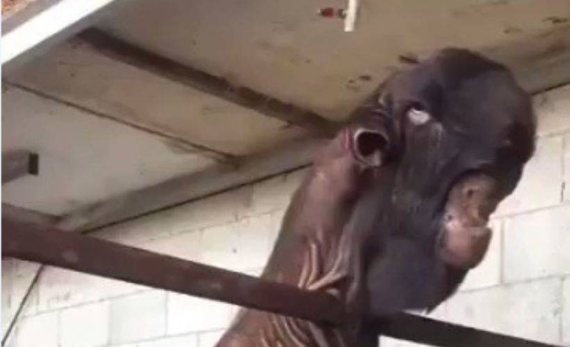 Daha önce hiç bir Halep Keçisi görmüş müydünüz?