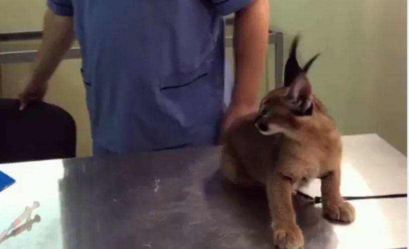 Veterinere gelen vaşak yavrusu