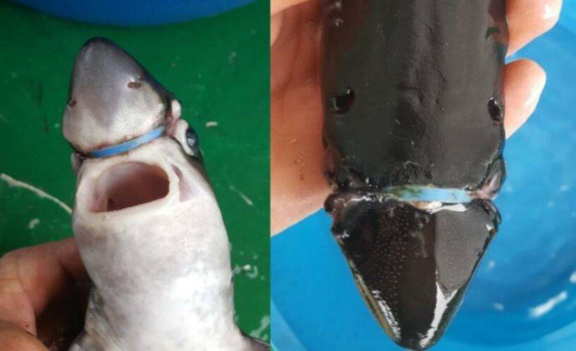 Denize plastik atarken bir kez daha düşünün… Bu resmi unutmayın