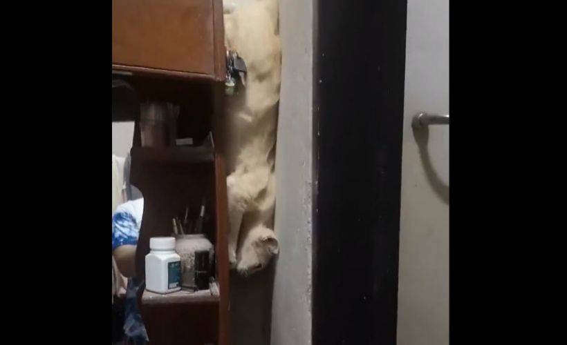 Bu kedi ‘Fenomen’ oldu