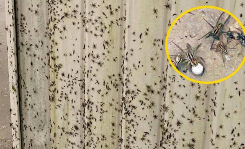 Evleri bastılar, salgın başladı... 10 dakikada öldürüyor