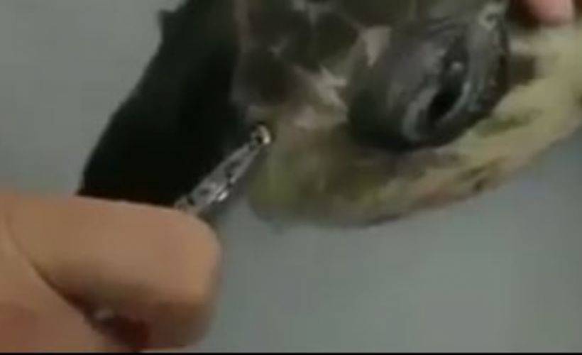 Denize attığımız atıklar bakın nelere mal oluyor