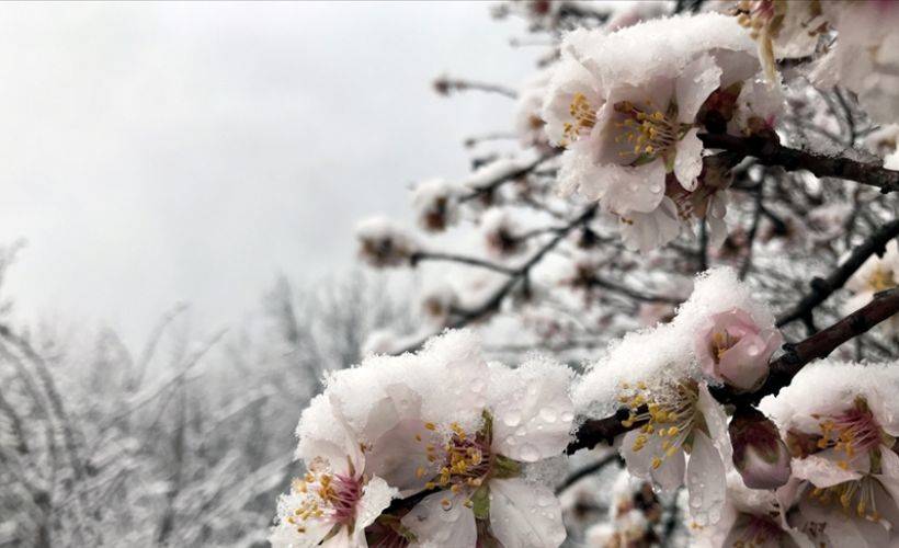 Meteorolojiden 7 il için zirai don uyarısı