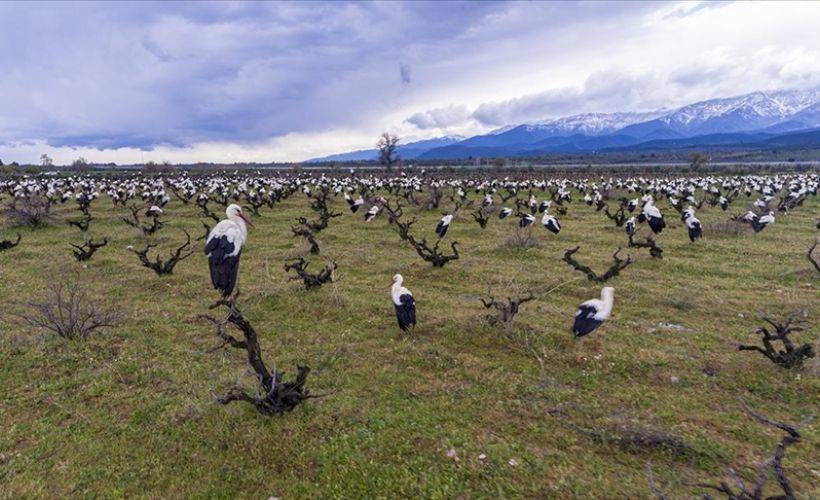 Göçmen leylekler Amanos Dağları'nın eteklerinde görsel şölen sundu