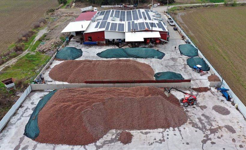 Aldığı destekle işlerini büyüten çam fıstığı üreticisi, milyon dolarlık ihracat yapıyor