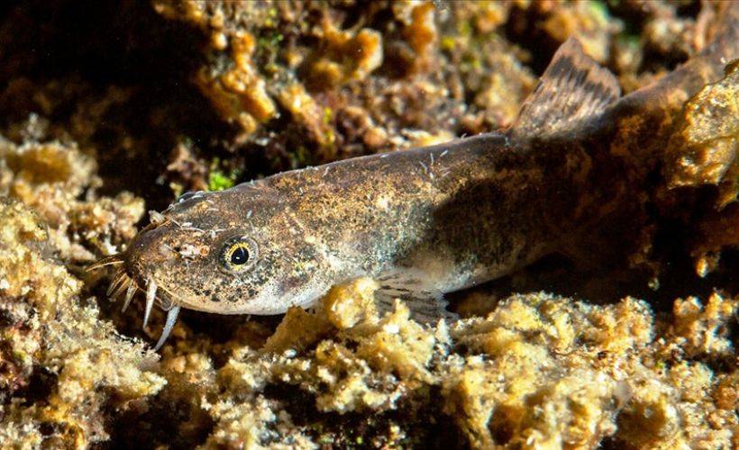 Van Gölü'ndeki balık türünün 'küçük mercan' olduğu tespit edildi