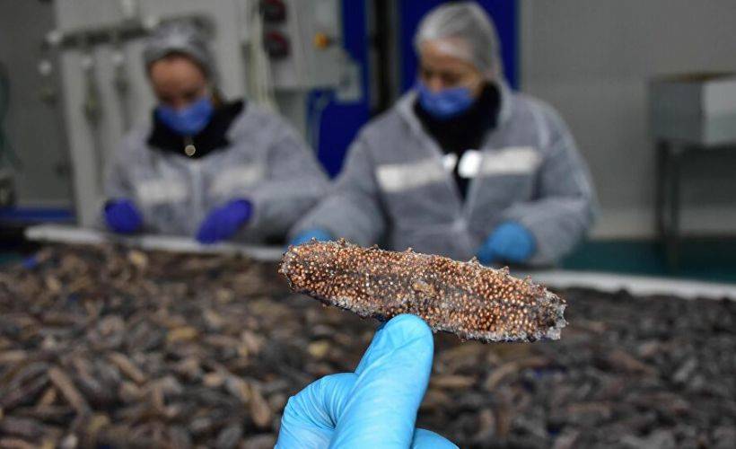 Deniz patlıcanı, Uzak Doğu ülkelerine satılıyor